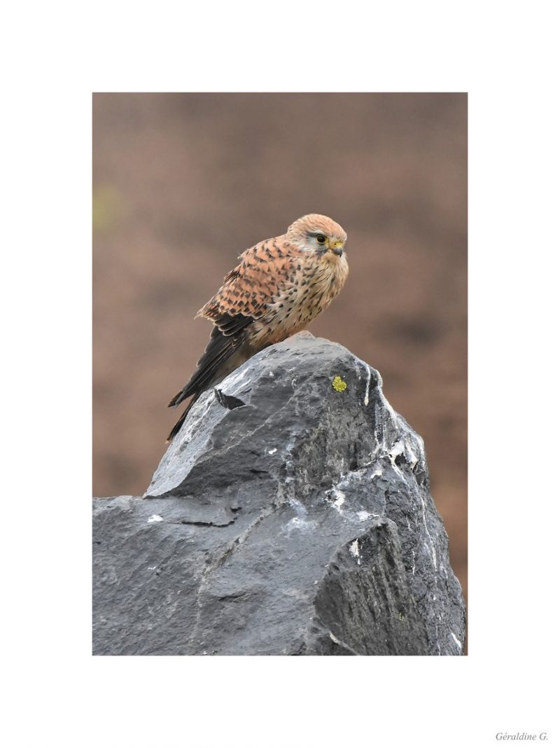 Faucon crécerelle femelle